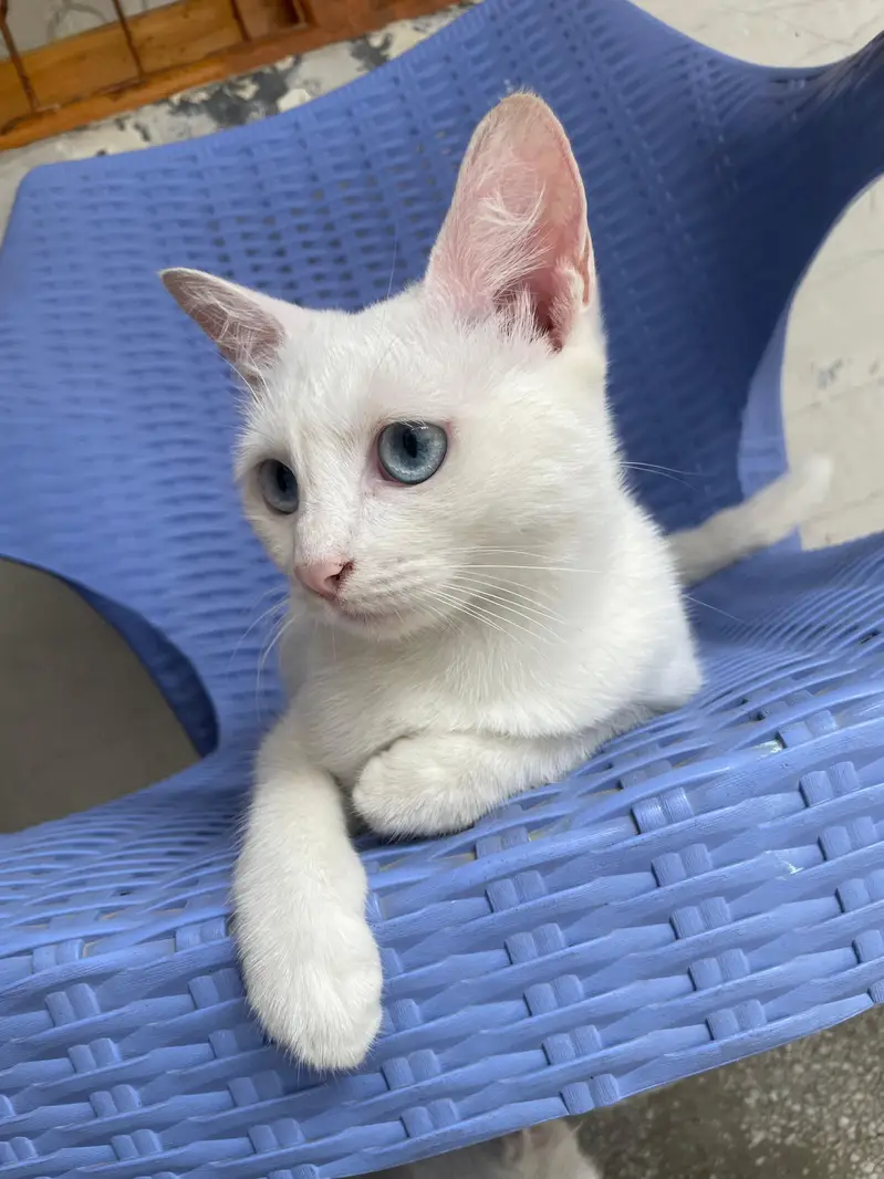 cat for urgent sale — photo 6