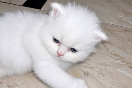 Triple coated Persian  Persian  3 weeks 4 days