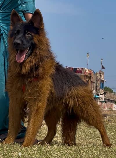 German shepherd long coat full security guard male for sale