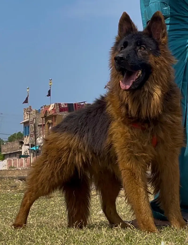 German shepherd long coat full security guard male for sale — photo 2