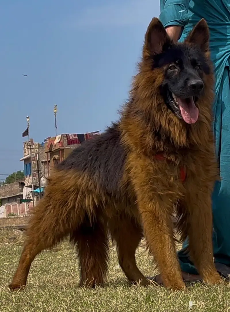 German shepherd long coat full security guard male for sale — photo 3