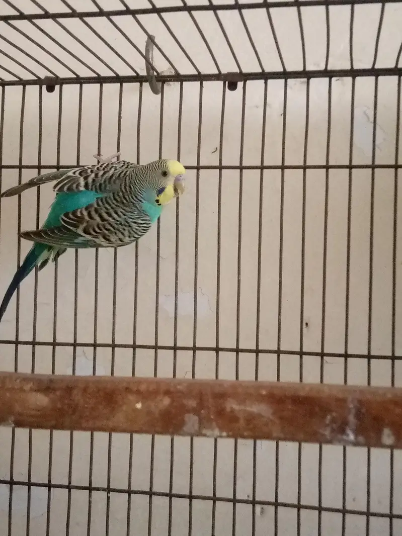 Breeder Pair Austrailian Parrot Blue Colour And Sky Blue — photo 3