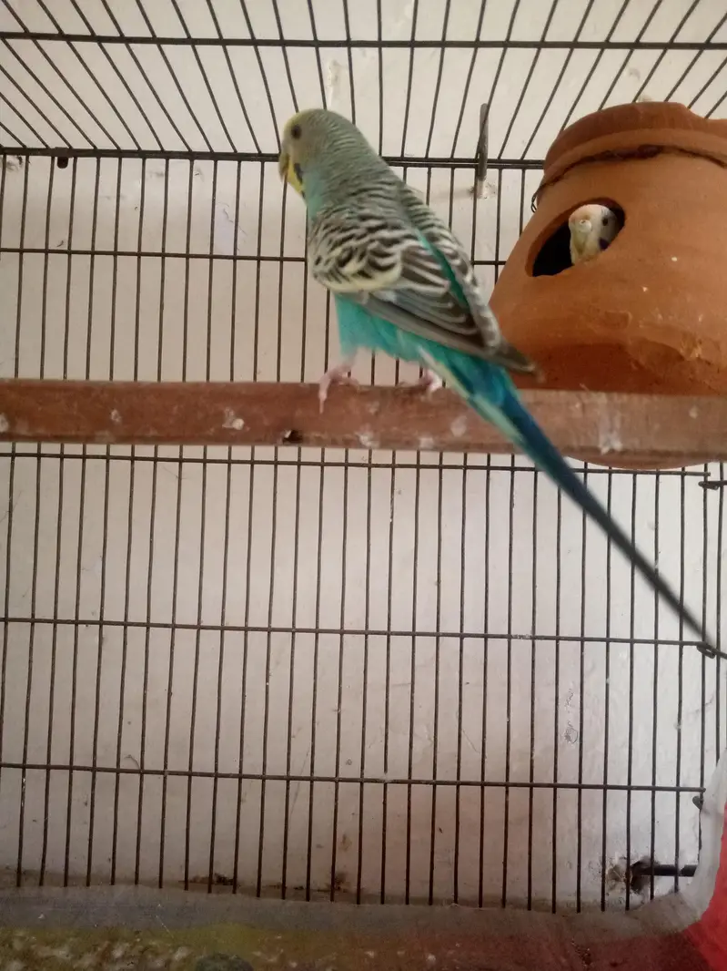 Breeder Pair Austrailian Parrot Blue Colour And Sky Blue — photo 4