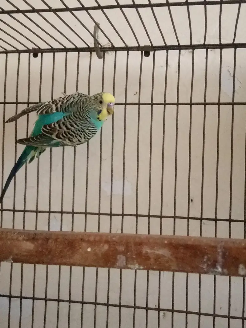 Breeder Pair Austrailian Parrot Blue Colour And Sky Blue — photo 5