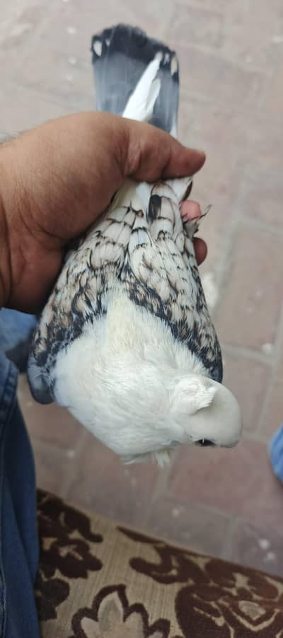 2 male and 1 female for sale