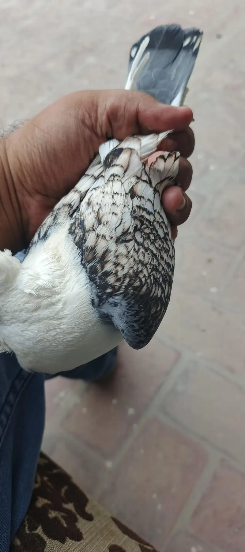 2 male and 1 female for sale — photo 2
