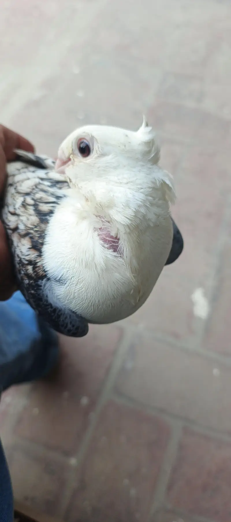 2 male and 1 female for sale — photo 3