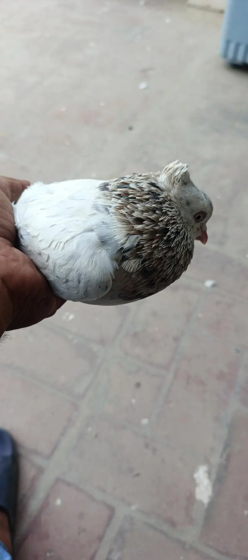 2 male and 1 female for sale — photo 6