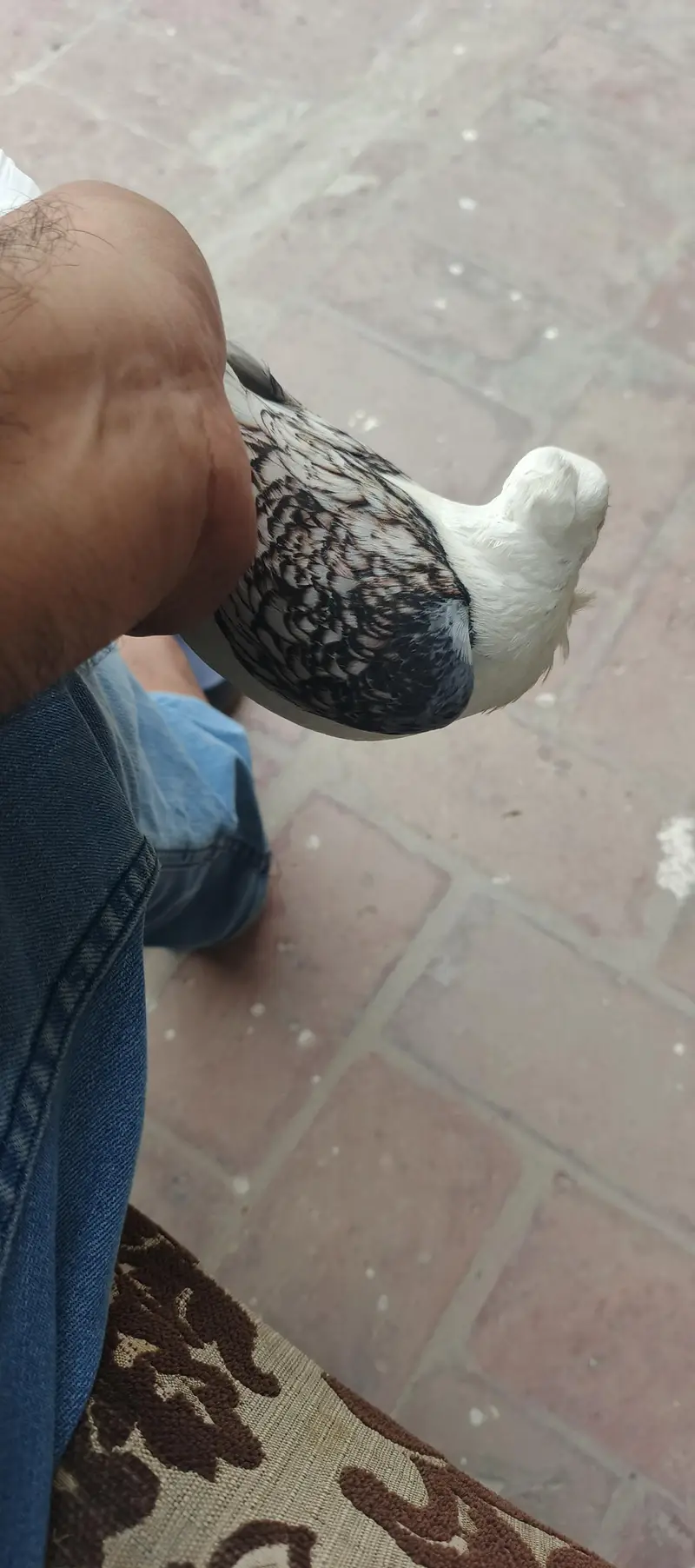 2 male and 1 female for sale — photo 7