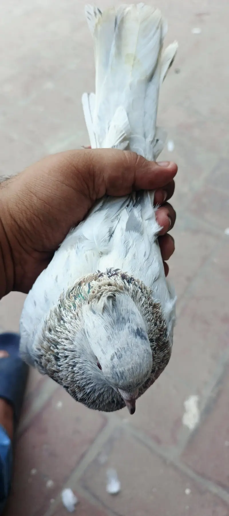2 male and 1 female for sale — photo 8