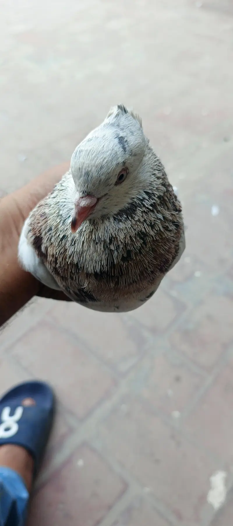 2 male and 1 female for sale — photo 9