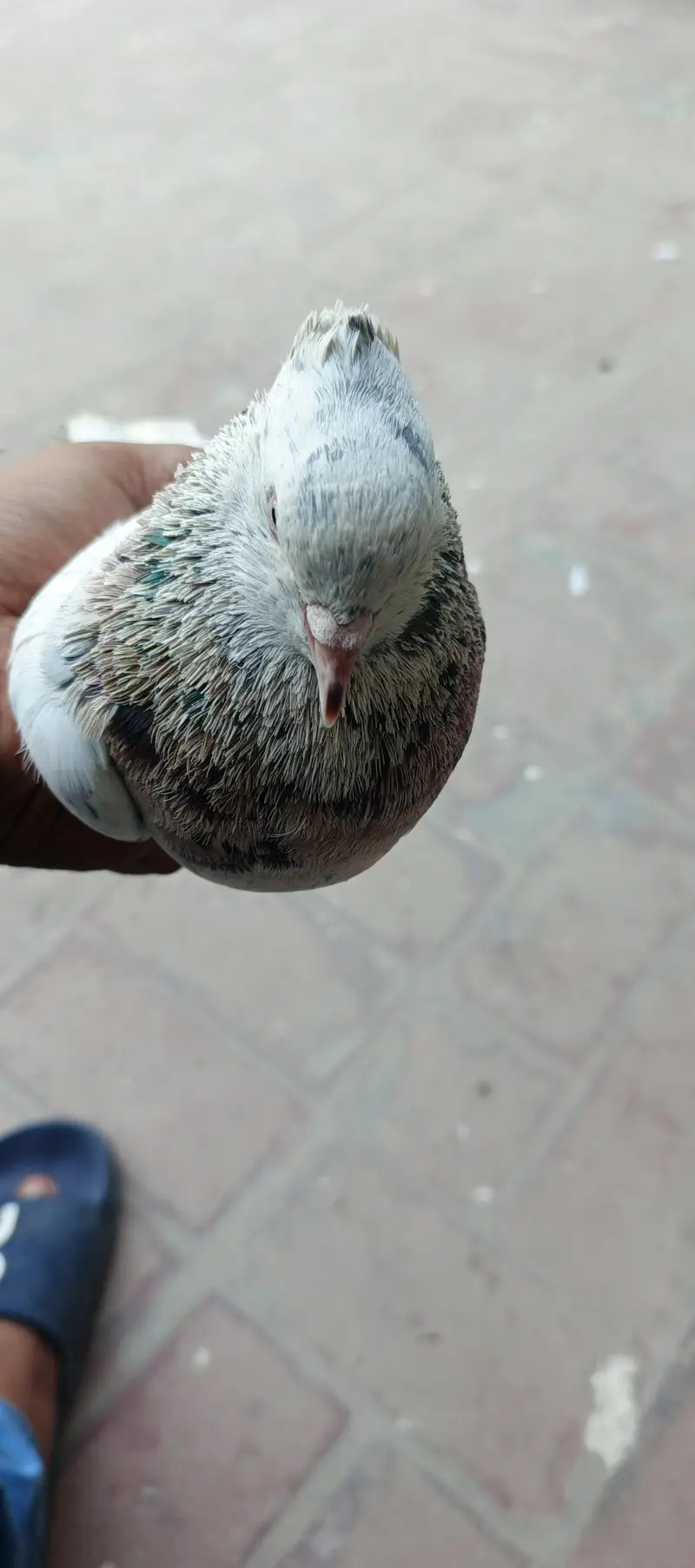 2 male and 1 female for sale — photo 10