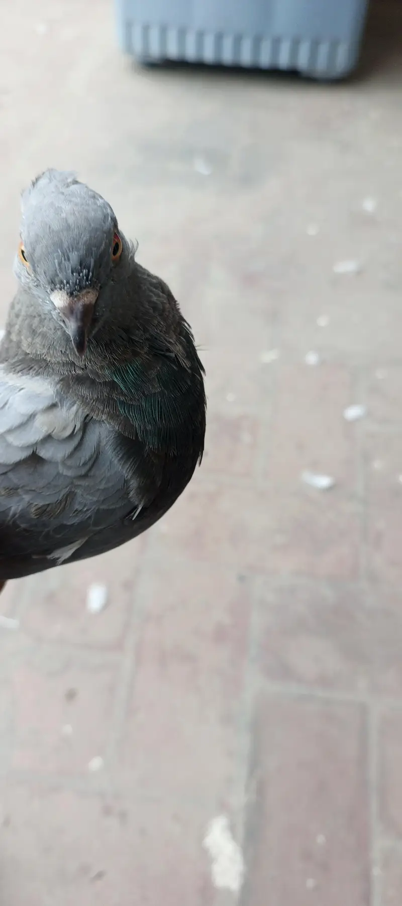 2 male and 1 female for sale — photo 11