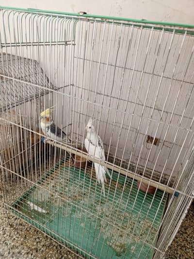 cocatail birds