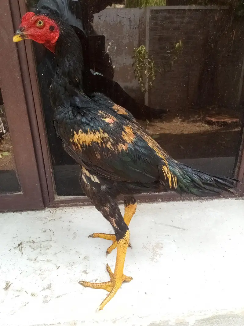 aseel murga for sale ek aadat — photo 2