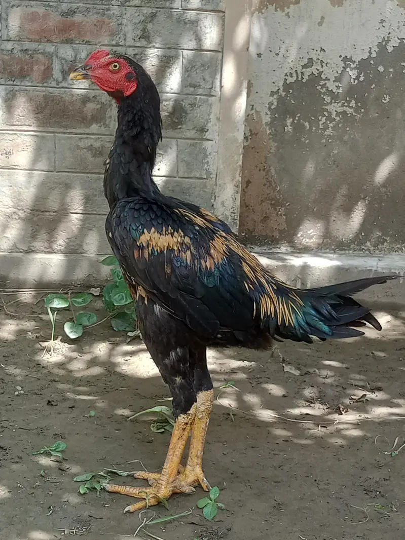 aseel murga for sale ek aadat — photo 3