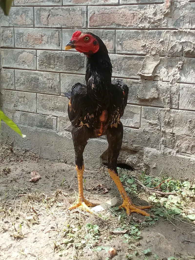 aseel murga for sale ek aadat — photo 5