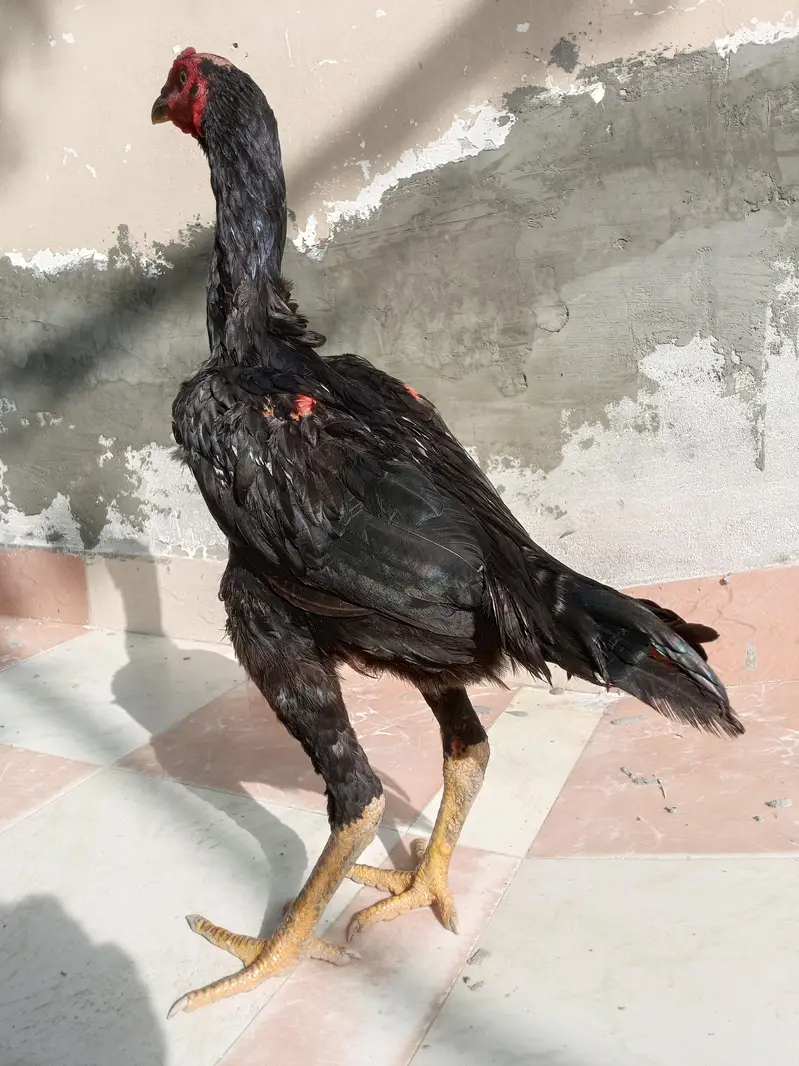 aseel murga for sale ek aadat — photo 9