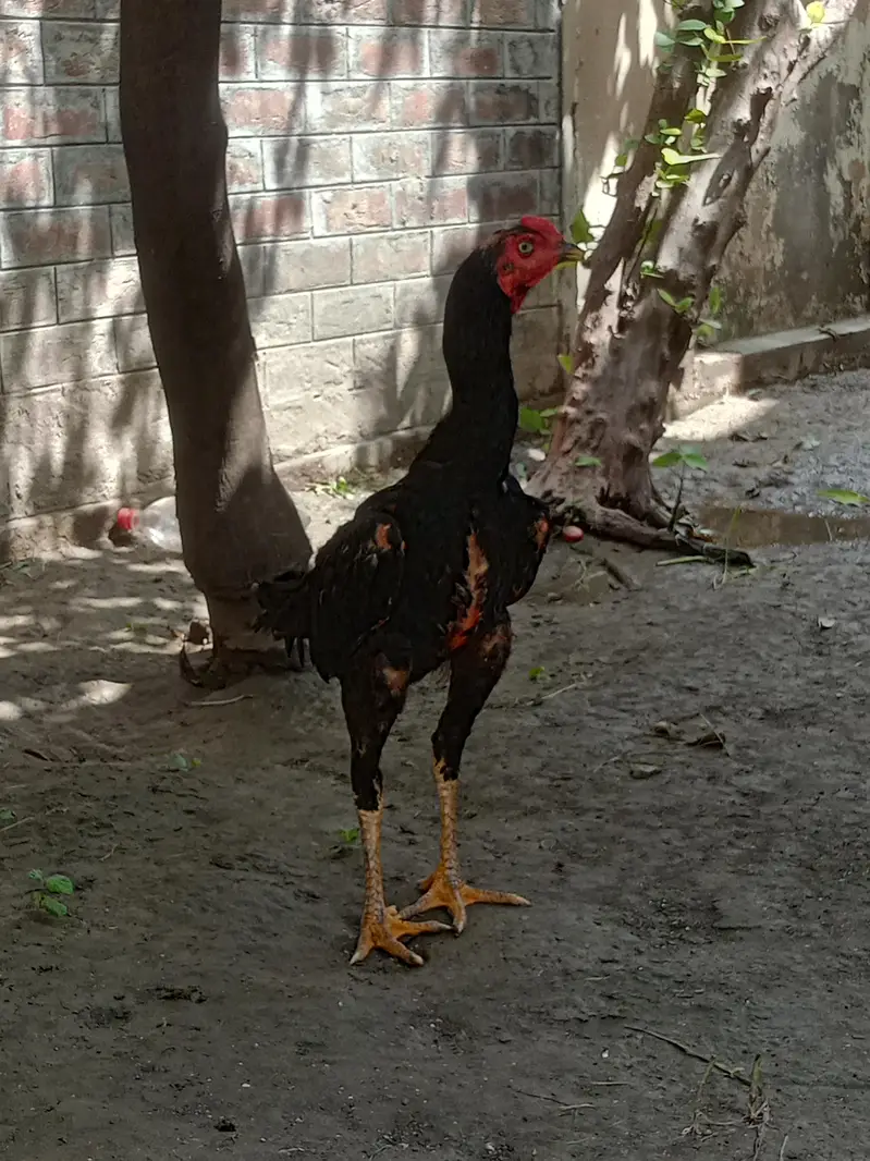 aseel murga for sale ek aadat — photo 10