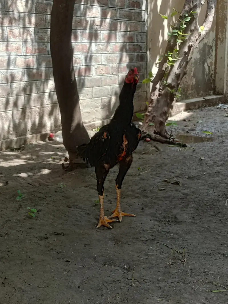 aseel murga for sale ek aadat — photo 11