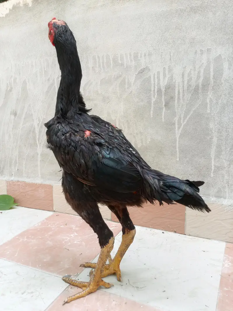 aseel murga for sale ek aadat — photo 12