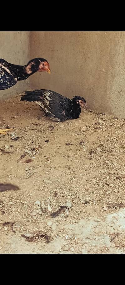 aseel lasani pathy in low price
