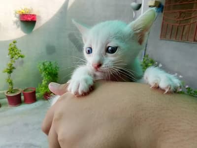 Blue eyes Persian kitten