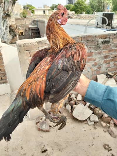 Golden Misri Mix pair
