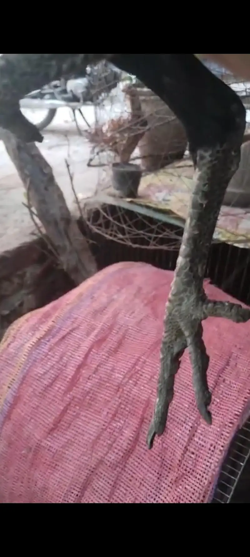 aseel Thai pure dirgon aseel — photo 2