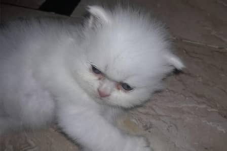 Beautiful Persian Kitten Available