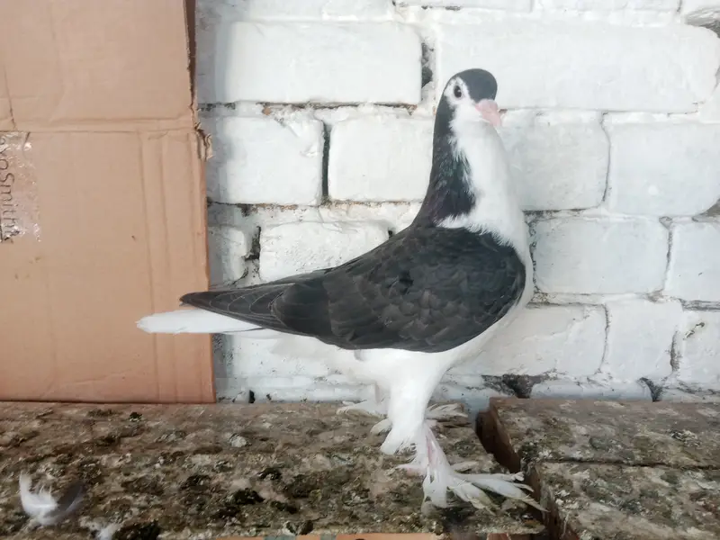 Black Sherazi Pigeon Fancy Kabootar 03431683430 — photo 2