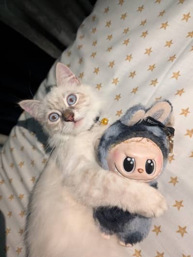 male ragdoll 3 months old