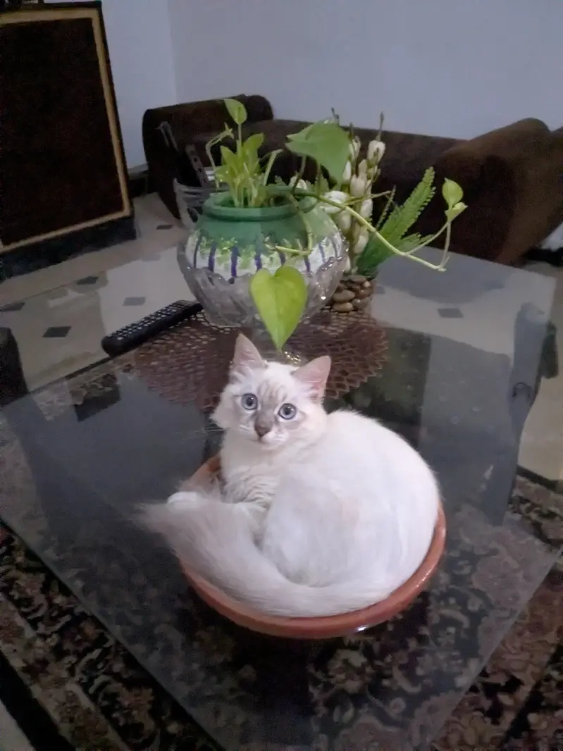 male ragdoll 3 months old — photo 2