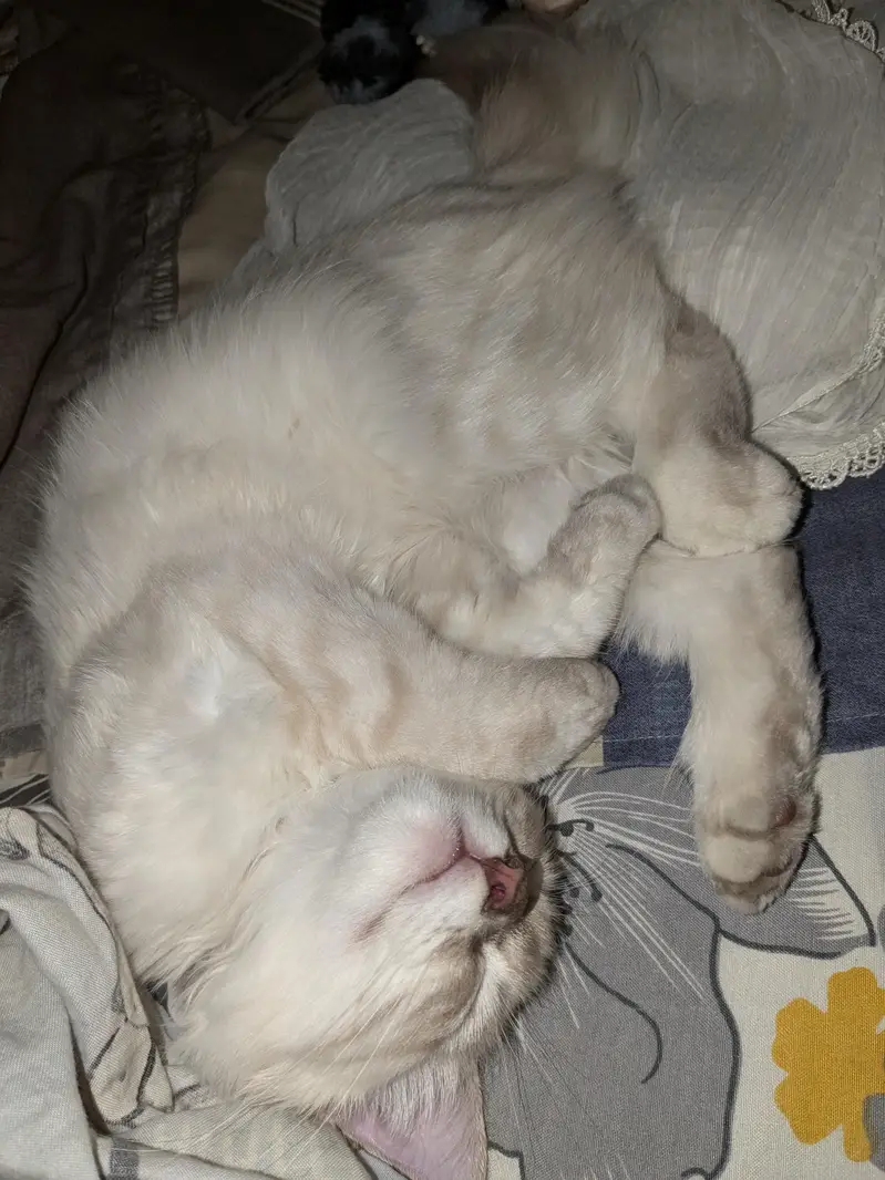 male ragdoll 3 months old — photo 3