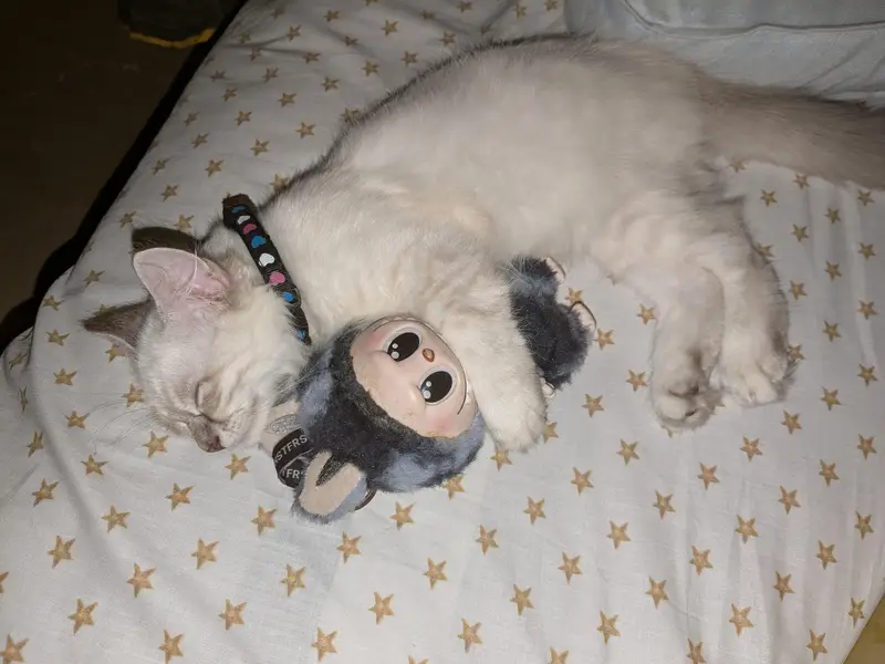 male ragdoll 3 months old — photo 4