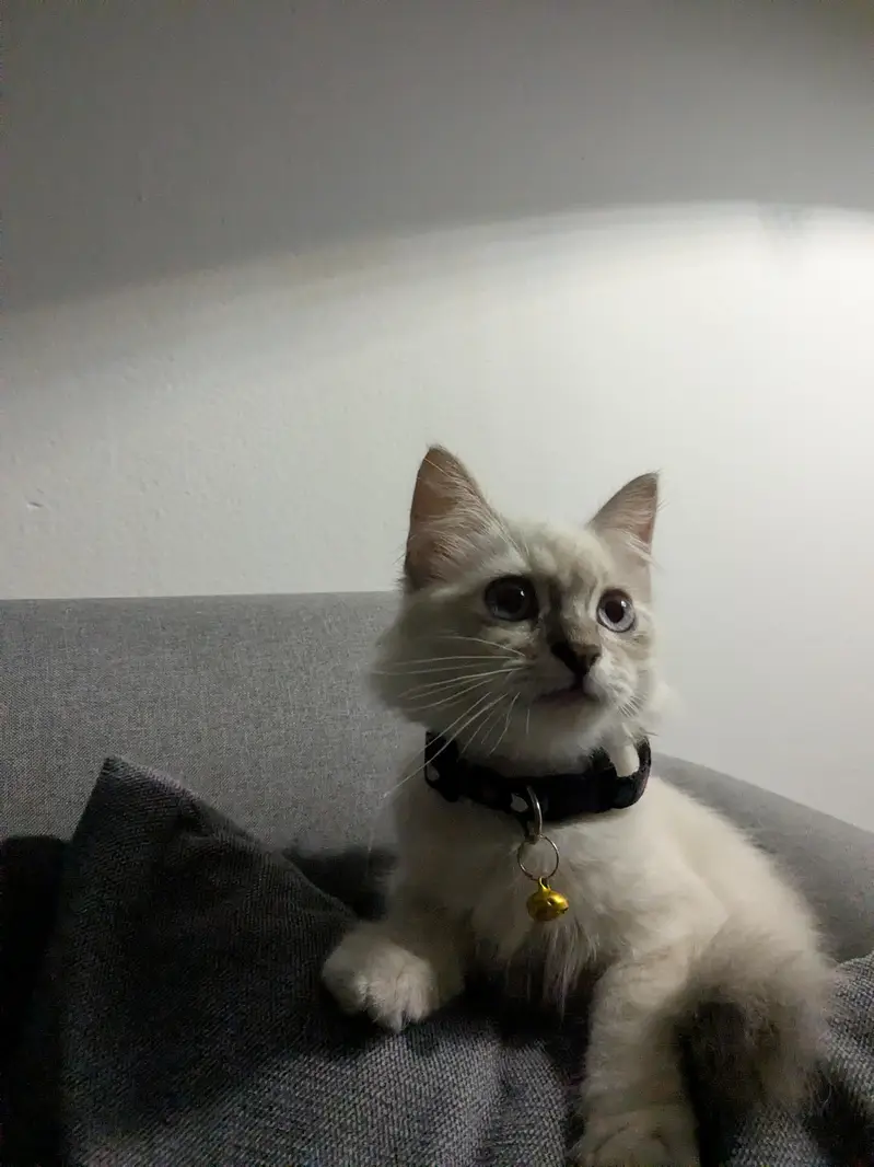 male ragdoll 3 months old — photo 5