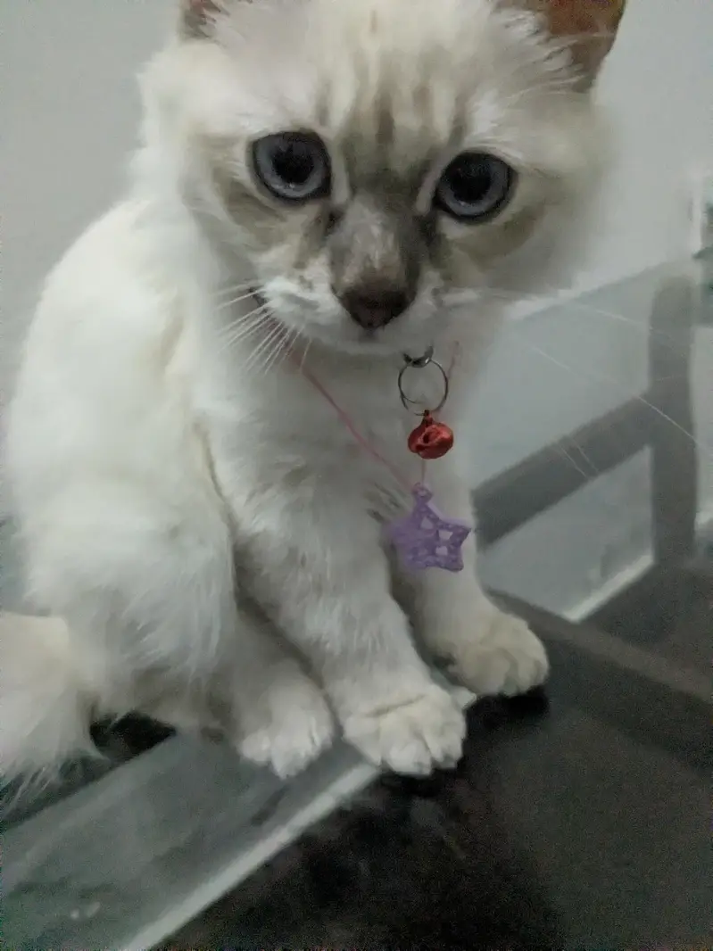 male ragdoll 3 months old — photo 6