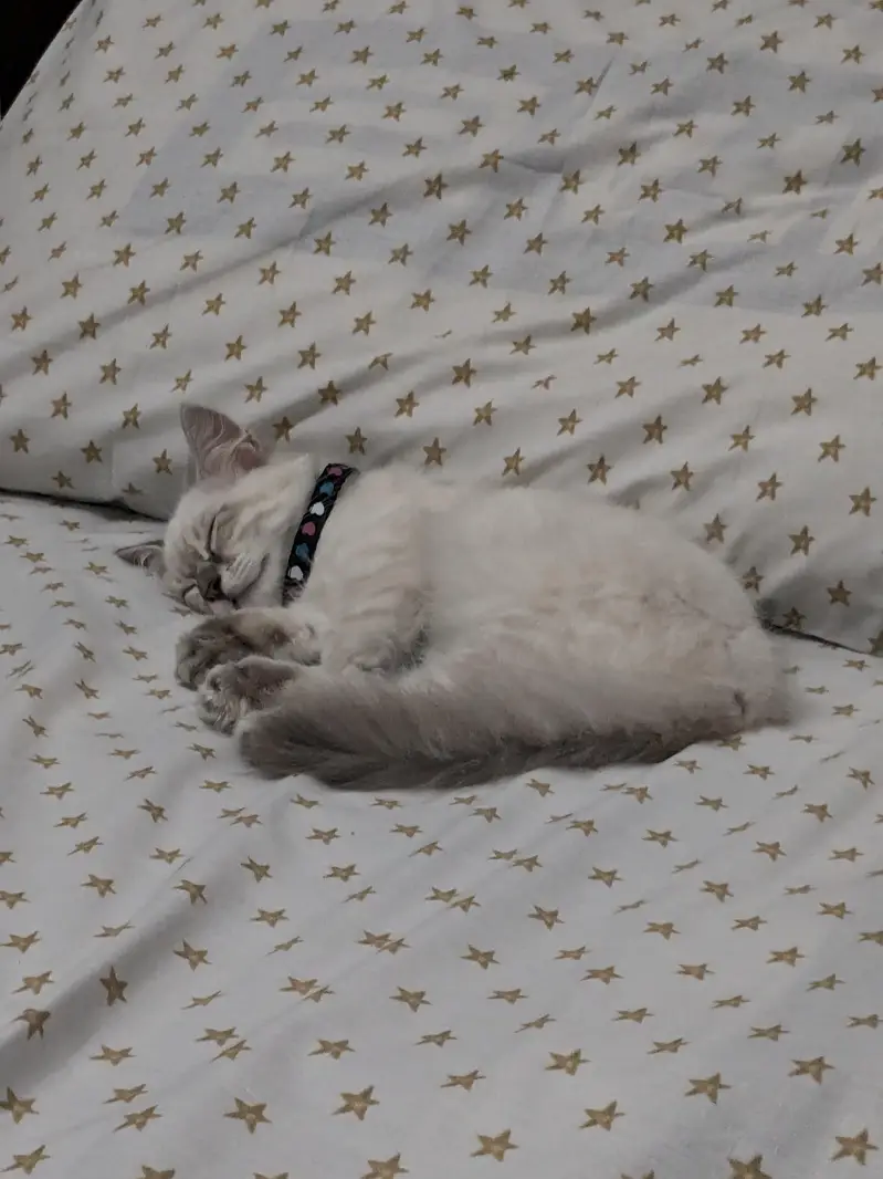 male ragdoll 3 months old — photo 7