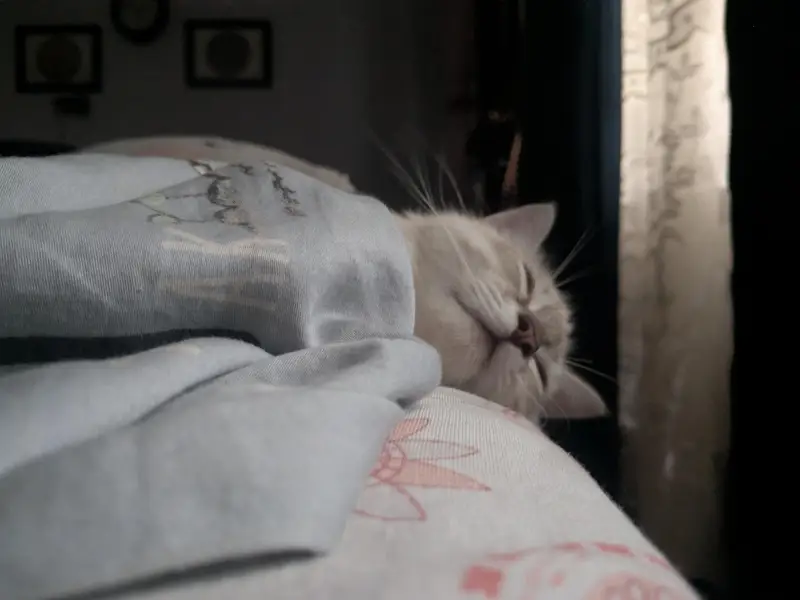 male ragdoll 3 months old — photo 8