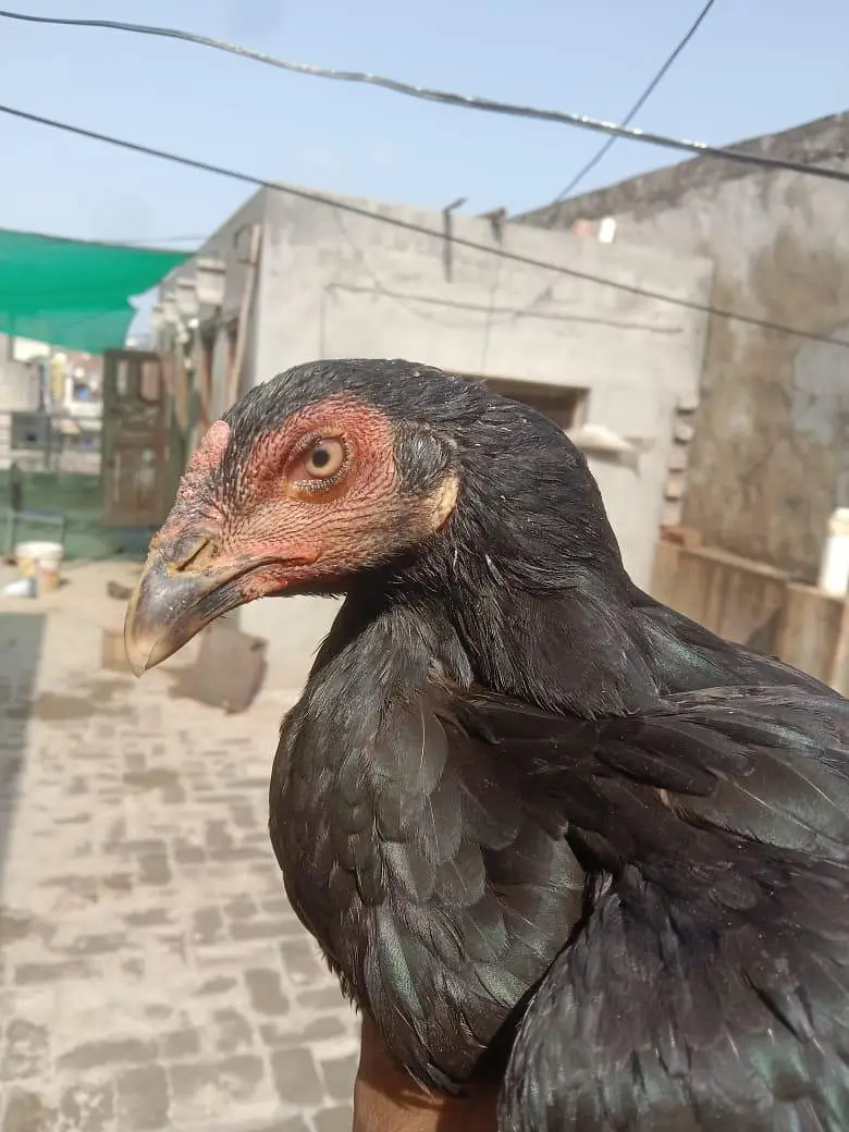 miavali mushki — photo 2