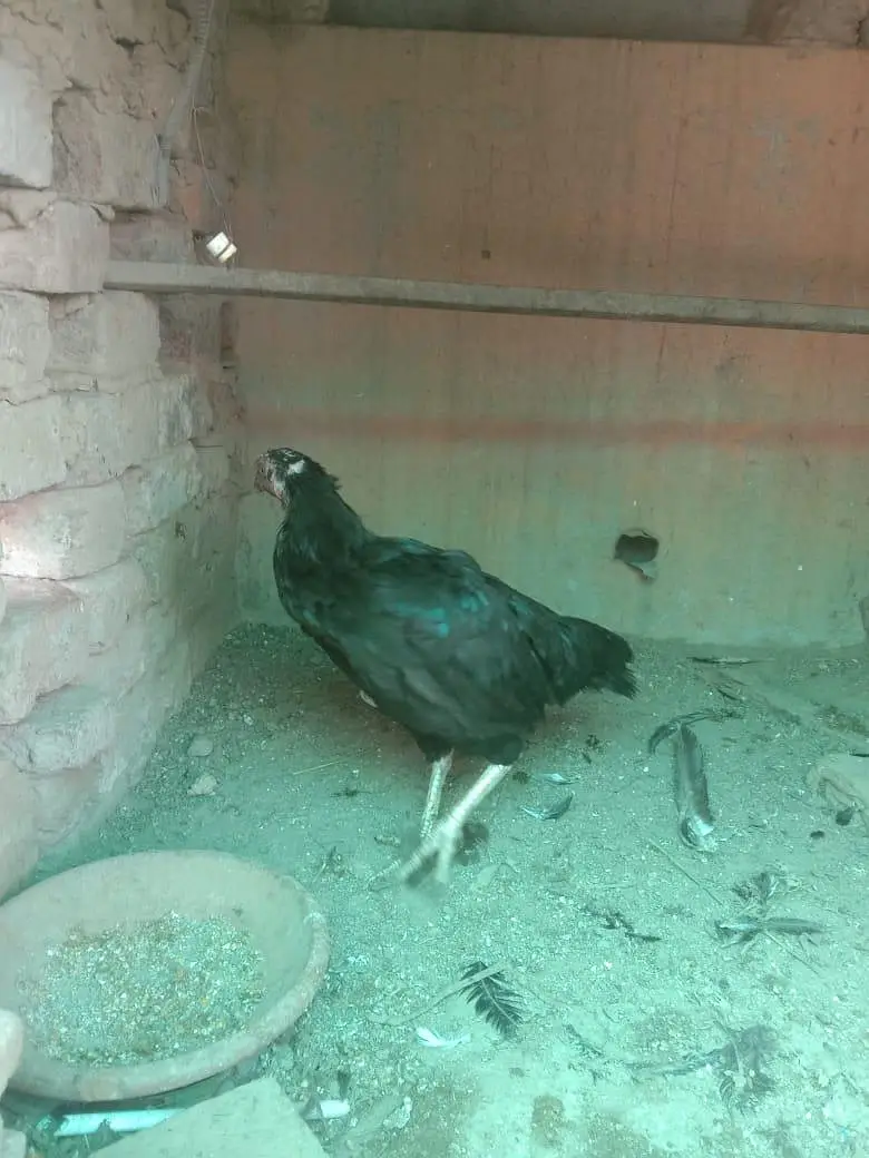 miavali mushki — photo 6