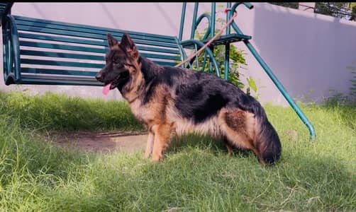 Pink Pedigree Long Coat Female for sale