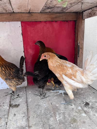 Desi hens for sale