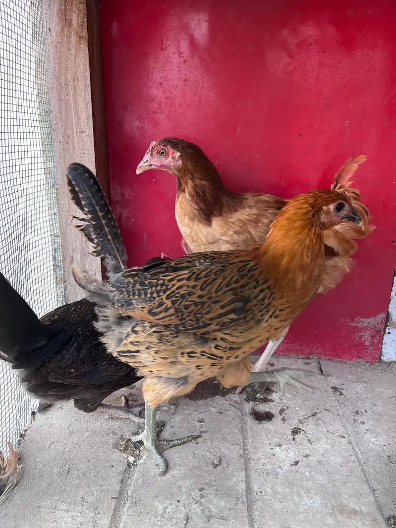 Desi hens for sale — photo 2