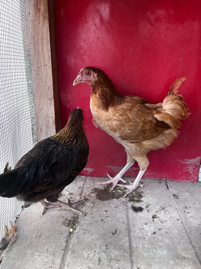 Desi hens for sale — photo 3