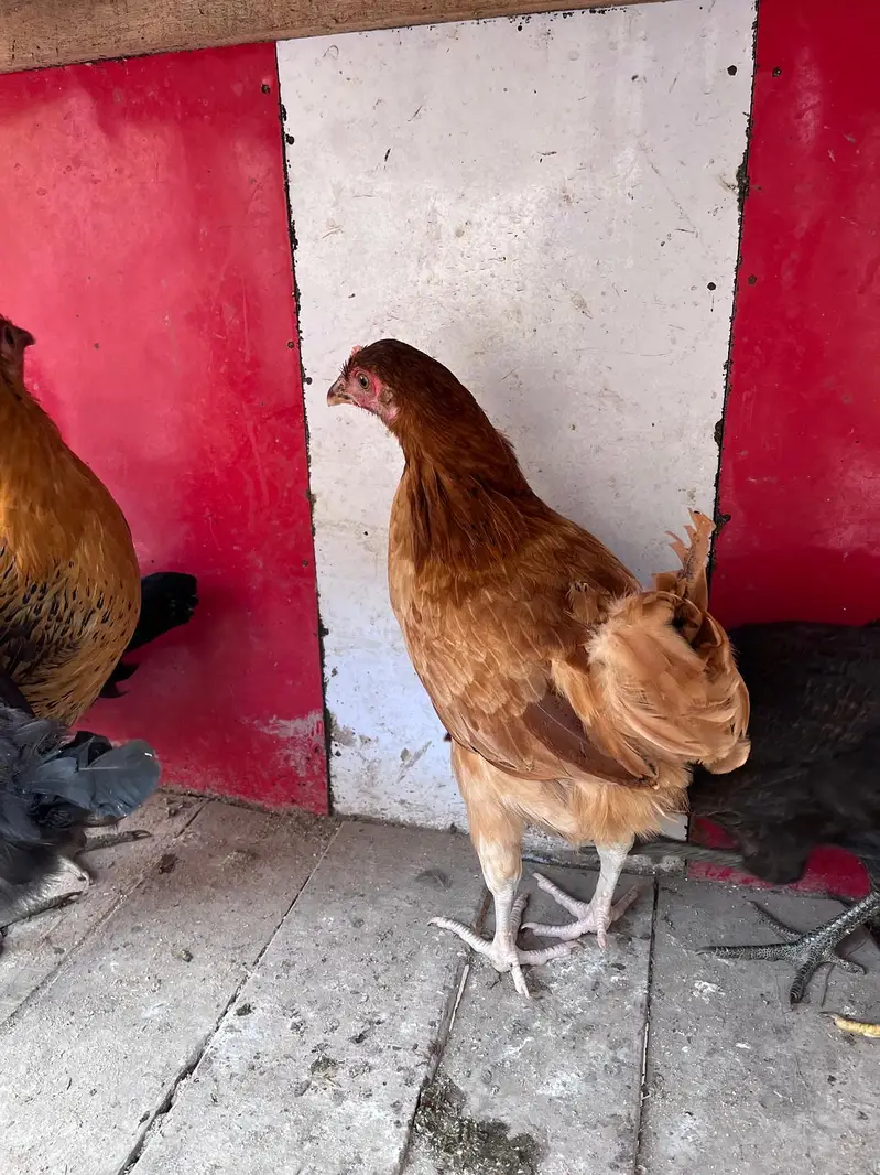 Desi hens for sale — photo 4