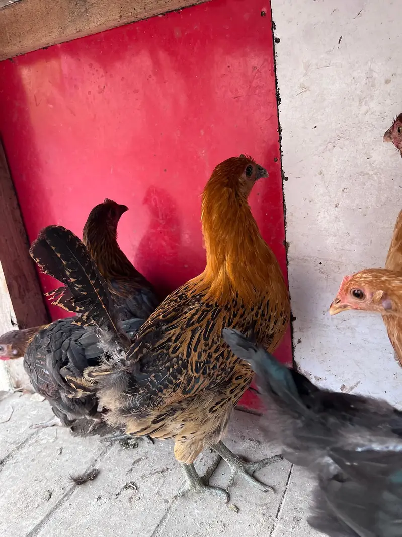Desi hens for sale — photo 5