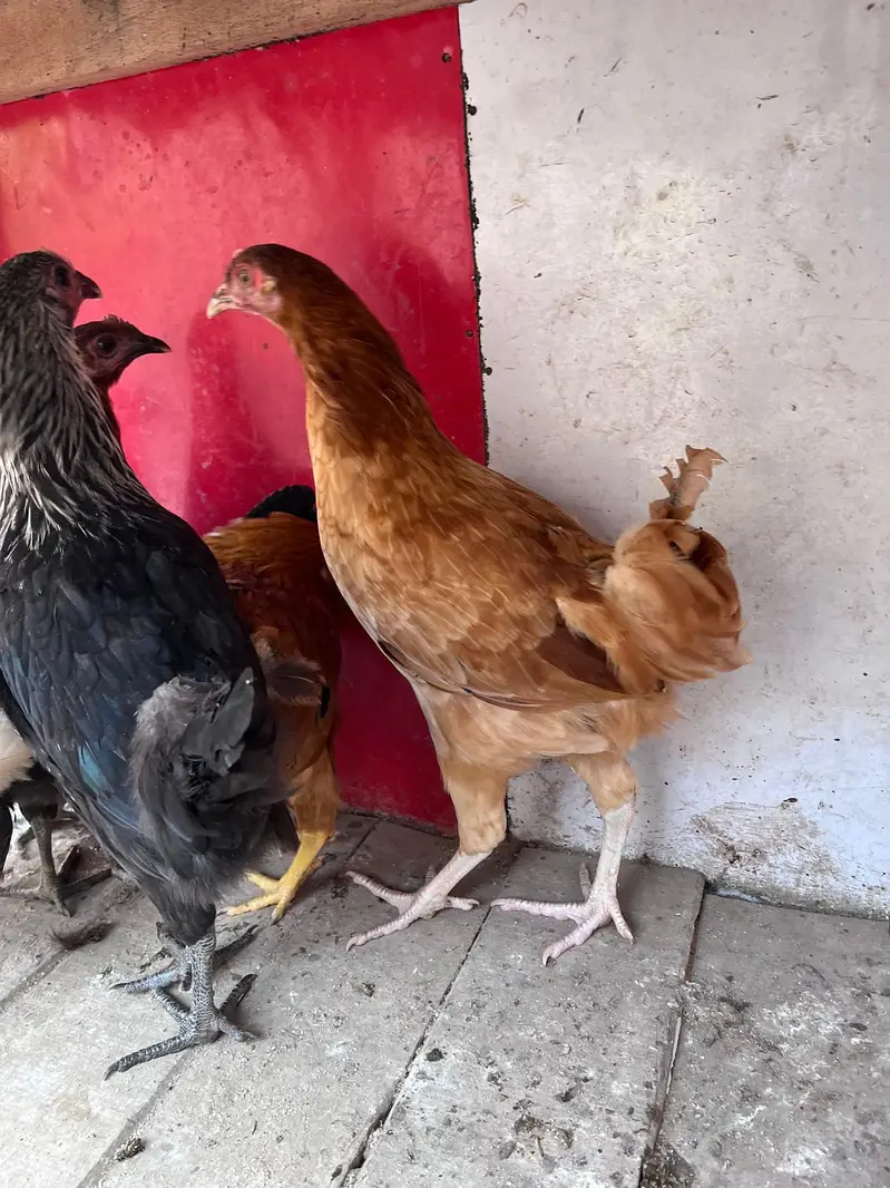Desi hens for sale — photo 6