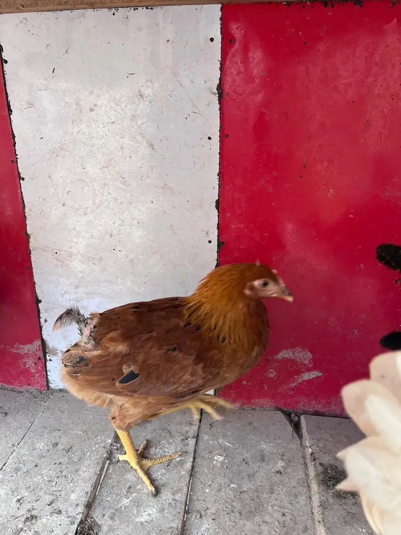 Desi hens for sale — photo 7