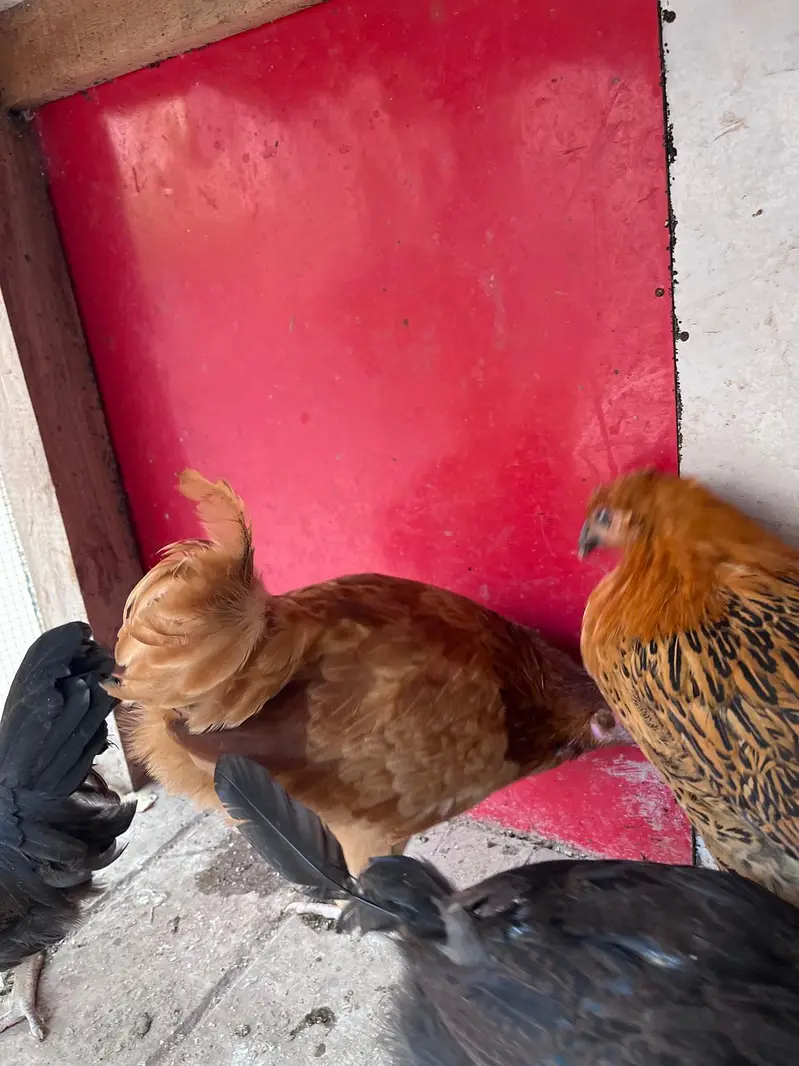 Desi hens for sale — photo 8